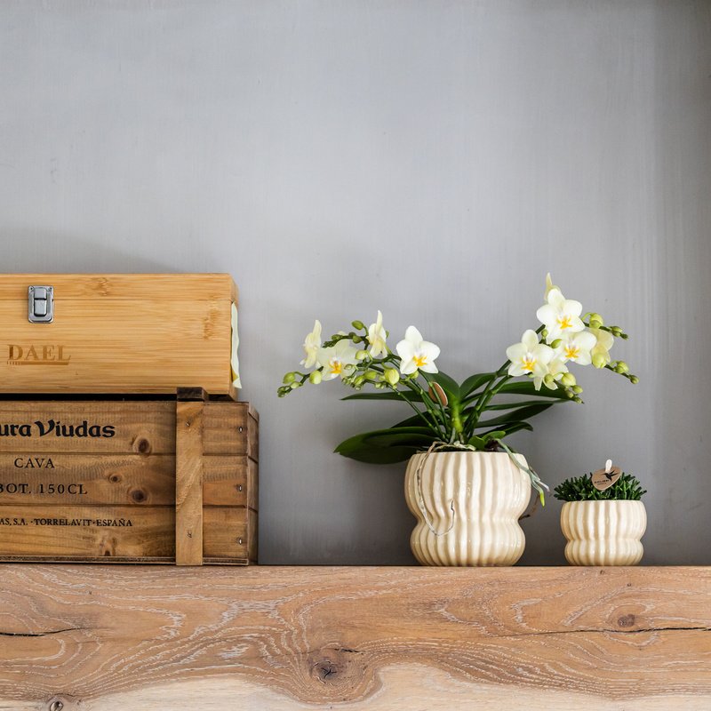 Kolibri Orchids | Gele Botanic orchidee + Horizon sierpot geel – potmaat Ø9cm