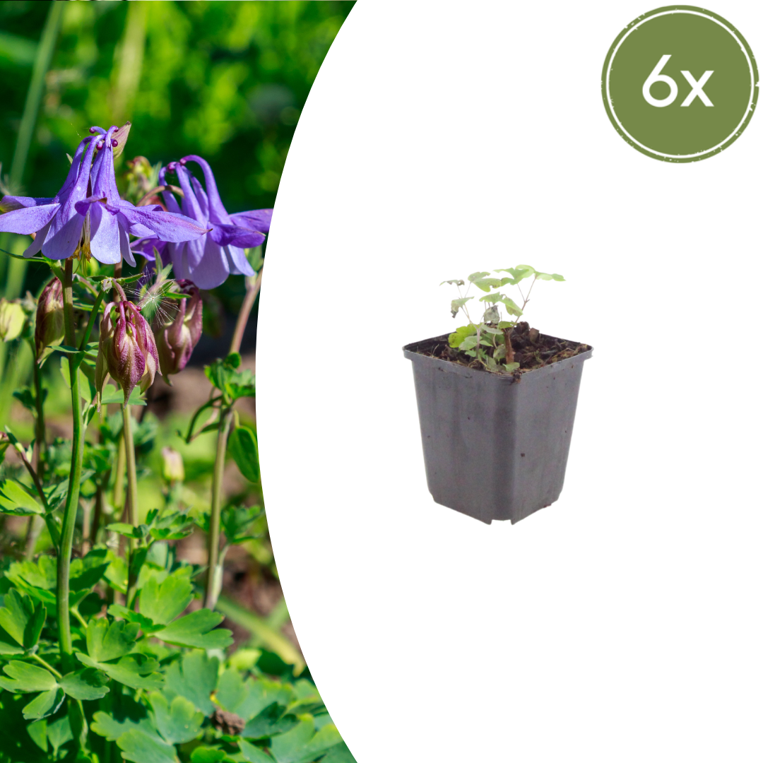 6x Aquilegia vulgaris - ↕10-25cm - Ø9cm