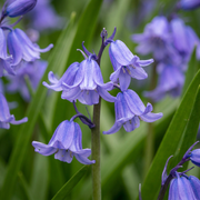 40x Hyacinthoides non Scripta - Bloembollen - Wilde hyacint - Blauw - Verwilderingsbol - Bolmaat 7/8
