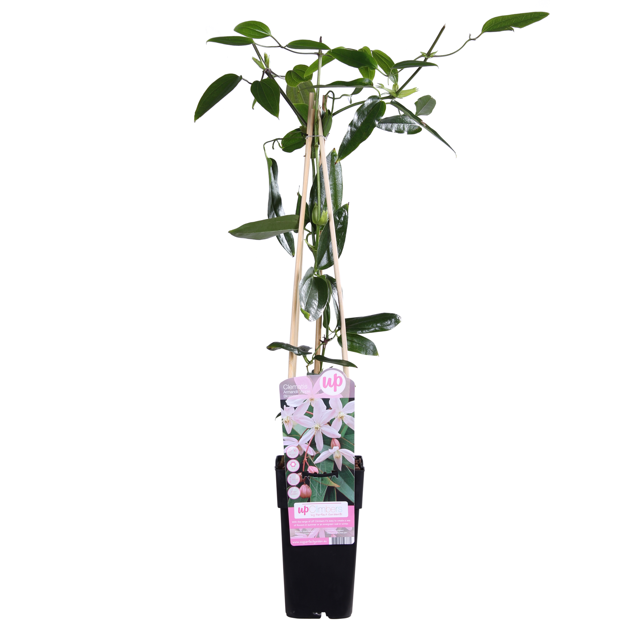 Clematis armandii 'Apple Blossom' – Immergrüne Waldrebe, hellrosa – Ø 15 cm – ↕ 65 cm