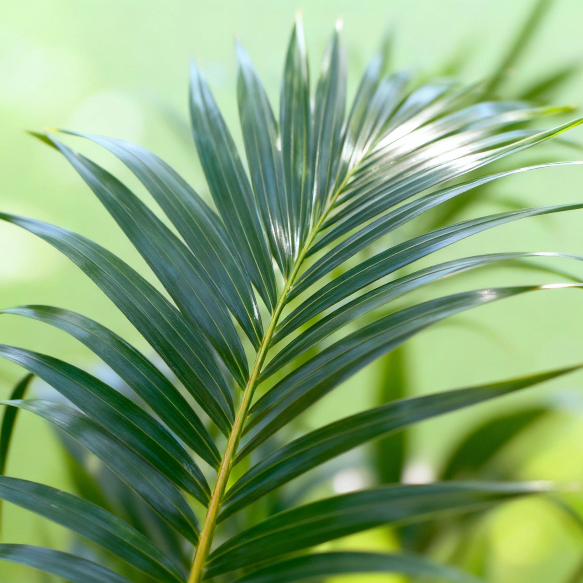 Howea Forsteriana - Kentia Palm - Weinig Onderhoud - Groen - 1 plant - Pot 27cm - Hoogte 160-170cm