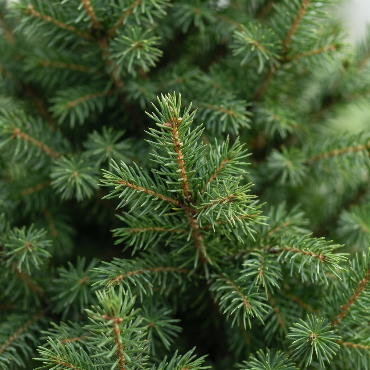 Picea glauca Conica - 2x Kegelspar - Groen - Kerstboom - Ø26cm - ↕110cm
