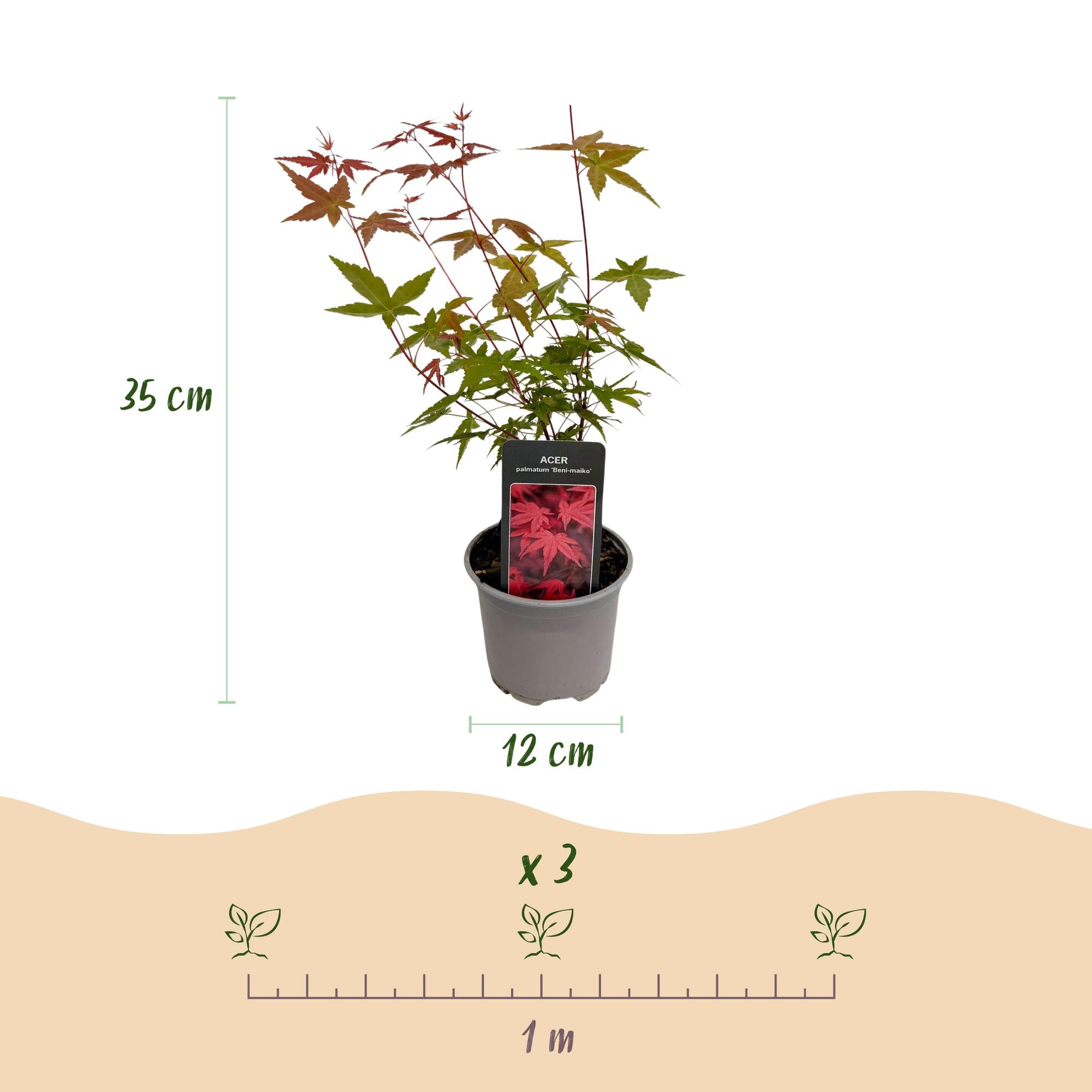 Acer palmatum Beni-maiko - Rood - 3 Planten - Bladverliezend - Weinig Onderhoud - Pot 12cm Hoogte 35cm