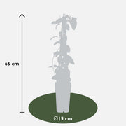 4x - Lonicera japonica 'Halliana' - ↨65cm - Ø15