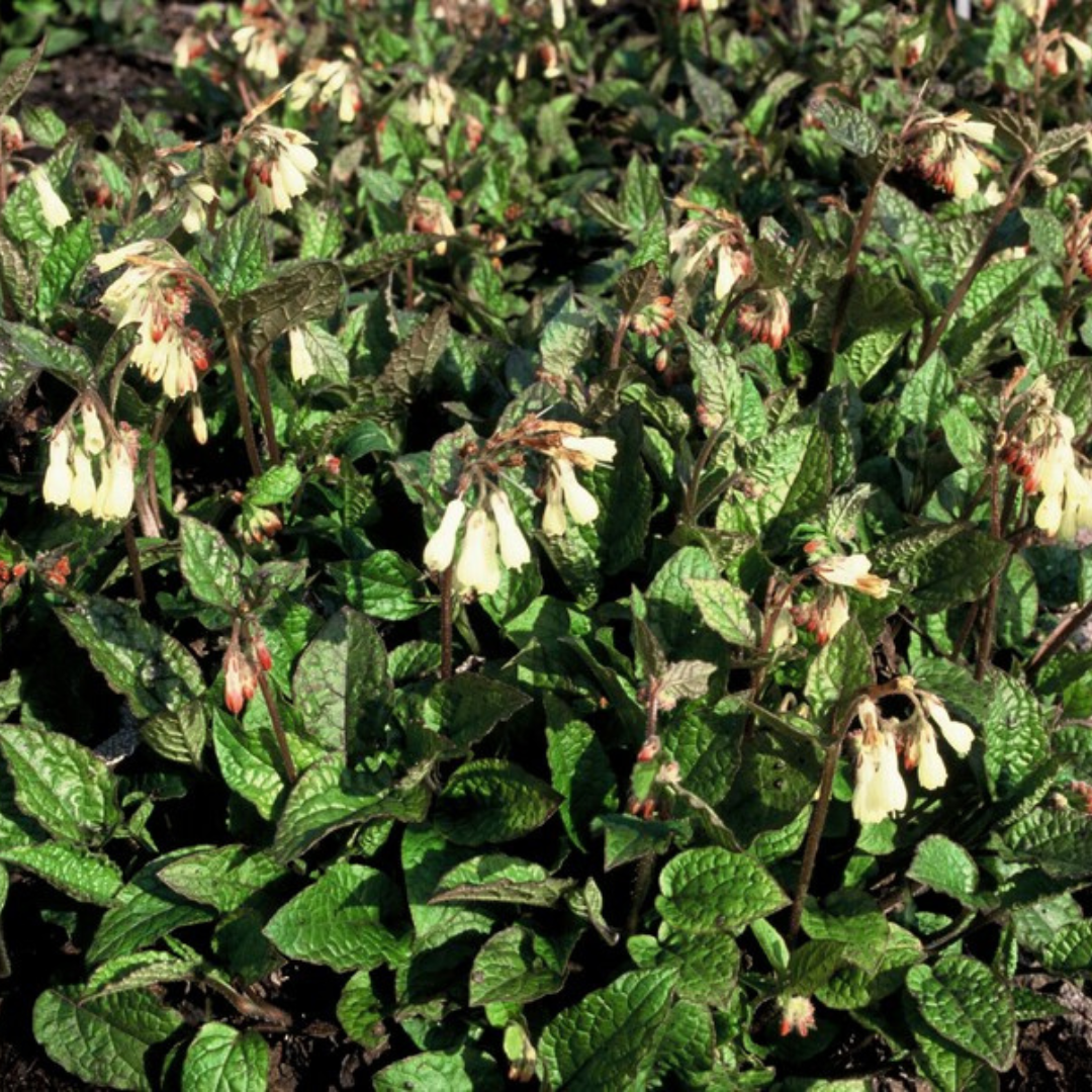 12x Symphytum grandiflorum - ↕10-25cm - Ø9cm