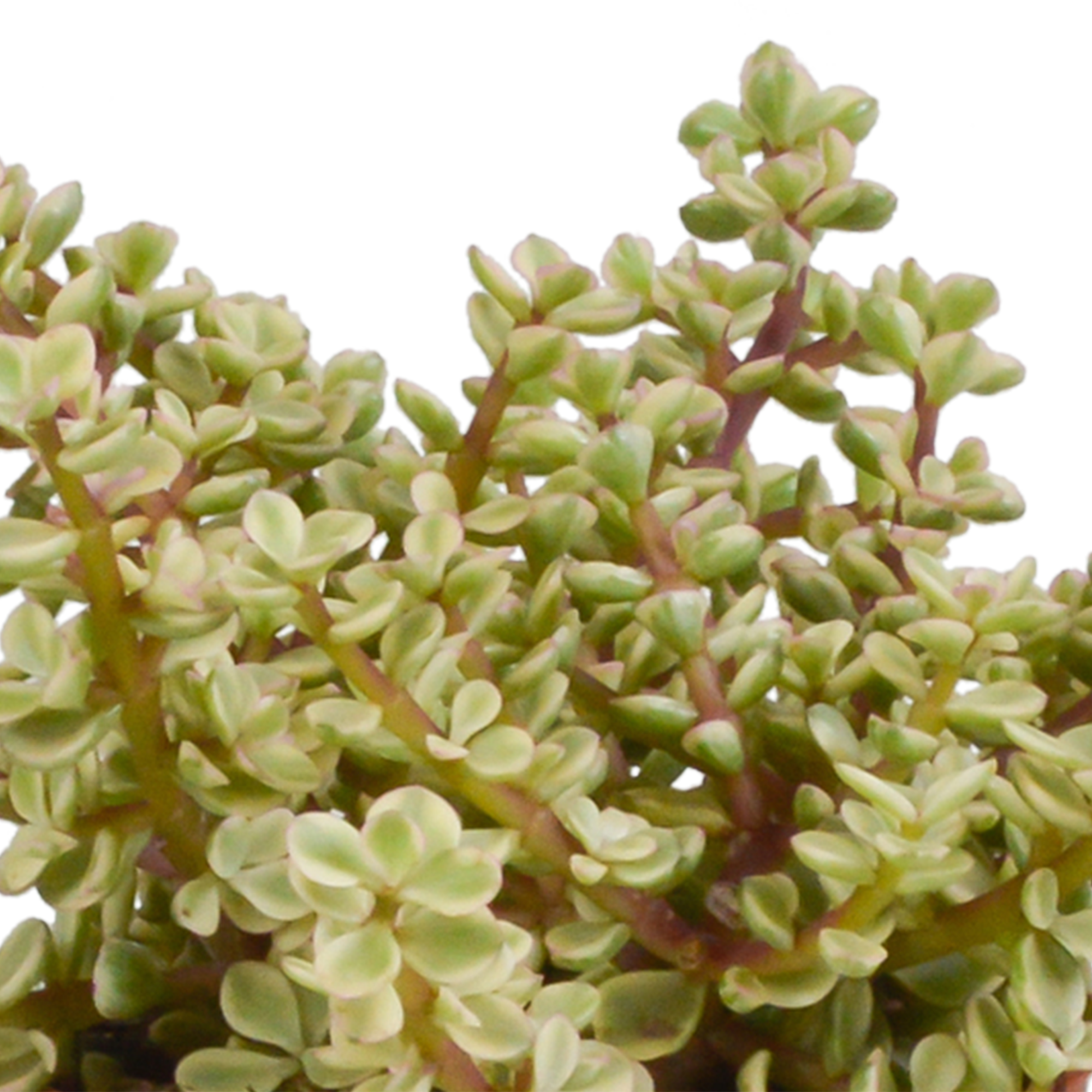 Crassula mix 10,5 cm - 3x - in terracotta pot
