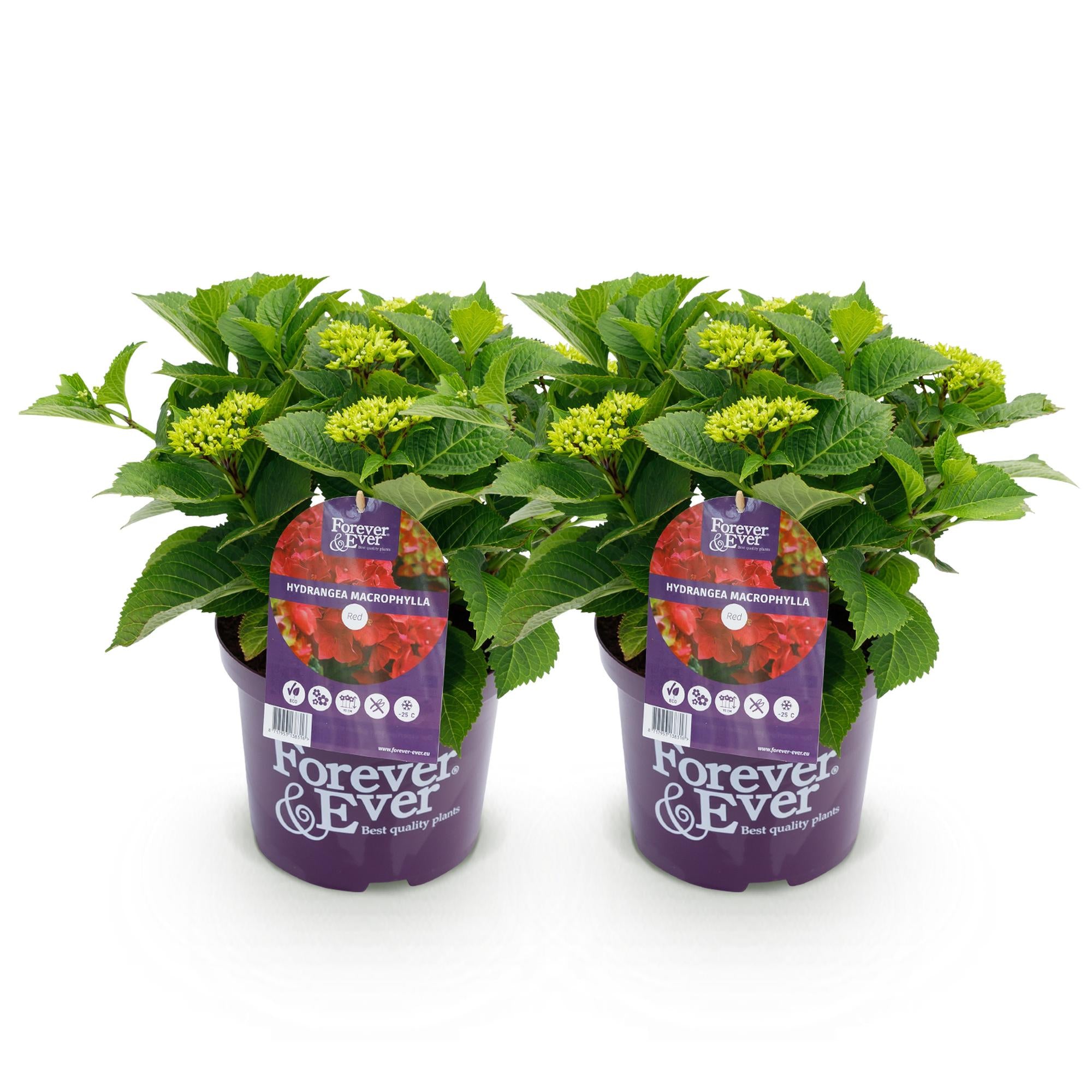 Green boutiQ - Pianta da patio - Ortensia - Ortensia Forever & Ever - Rossa - 7-12 fiori - 2 piante - Vaso 23 cm Altezza 55 cm
