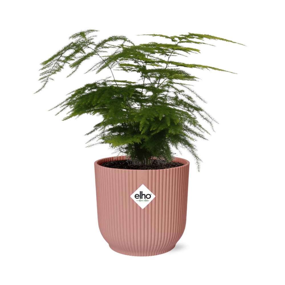 Asparagus Setaceus 'Plumosus' en ELHO Vibes Fold 14cm rose