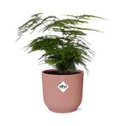 Asparagus Setaceus 'Plumosus' en ELHO Vibes Fold 14cm rose