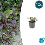 12 Ajuga reptans 'Catlin's Giant' - ↕10-25cm - Ø9cm