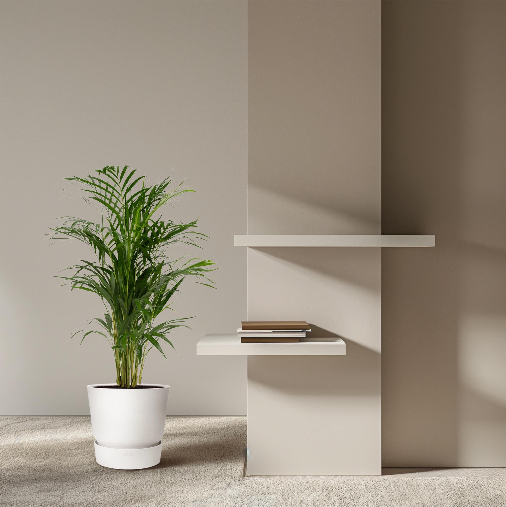 Areca-Palme – Ø 19 cm – ↕ 85 cm