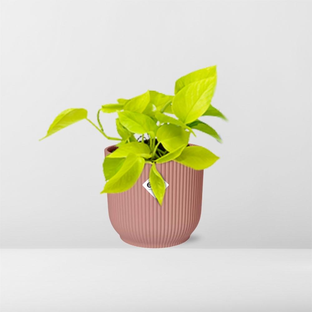 Epipremnum Pinnatum 'Golden Pothos' en pot ELHO Vibes Fold 14 cm rose