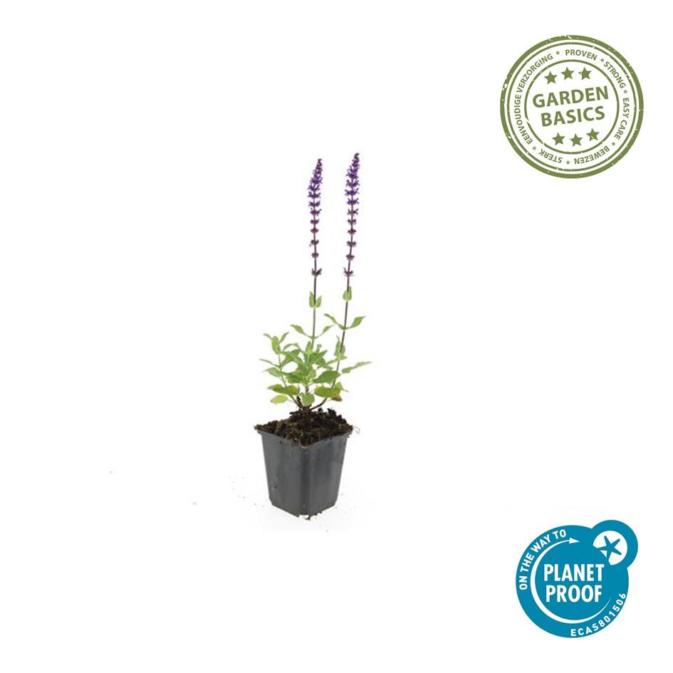 48x Salvia nem. 'Caradonna' - ↕10-25cm - Ø9cm