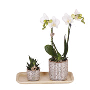 Kolibri-Orchideen | Geschenkset „Ungezähmte Natur“ (klein) | Grüne Pflanze mit weißer Phalaenopsis-Orchidee (Amabilis) in Jaguar-Dekortöpfen auf Bambustablett