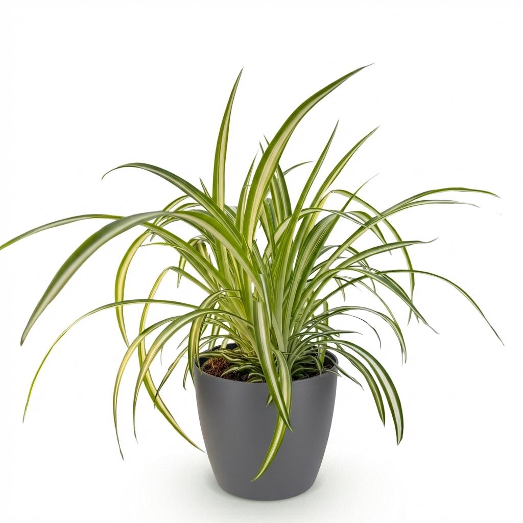 Chlorophytum comosum Variegatum - Bonte Graslelie - Huisdiervriendelijke Plant - Groen - 1 Plant - met Potter Grijs - Pot 12cm - Hoogte 20cm