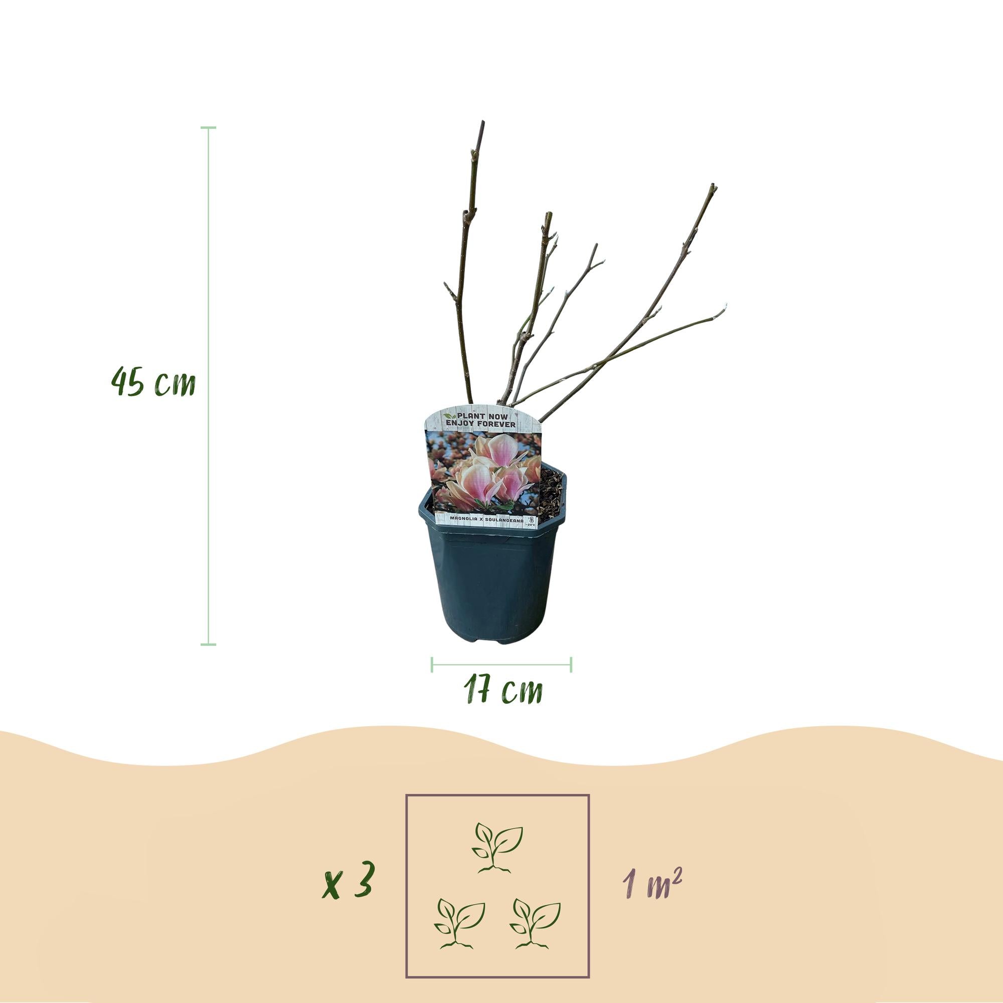 Green boutiQ – Sträucher – Magnolia soulangiana – Blüten hellrosa – 1 Pflanze – Laubabwerfend – Pflegeleicht – Topf 17 cm, Höhe 45 cm