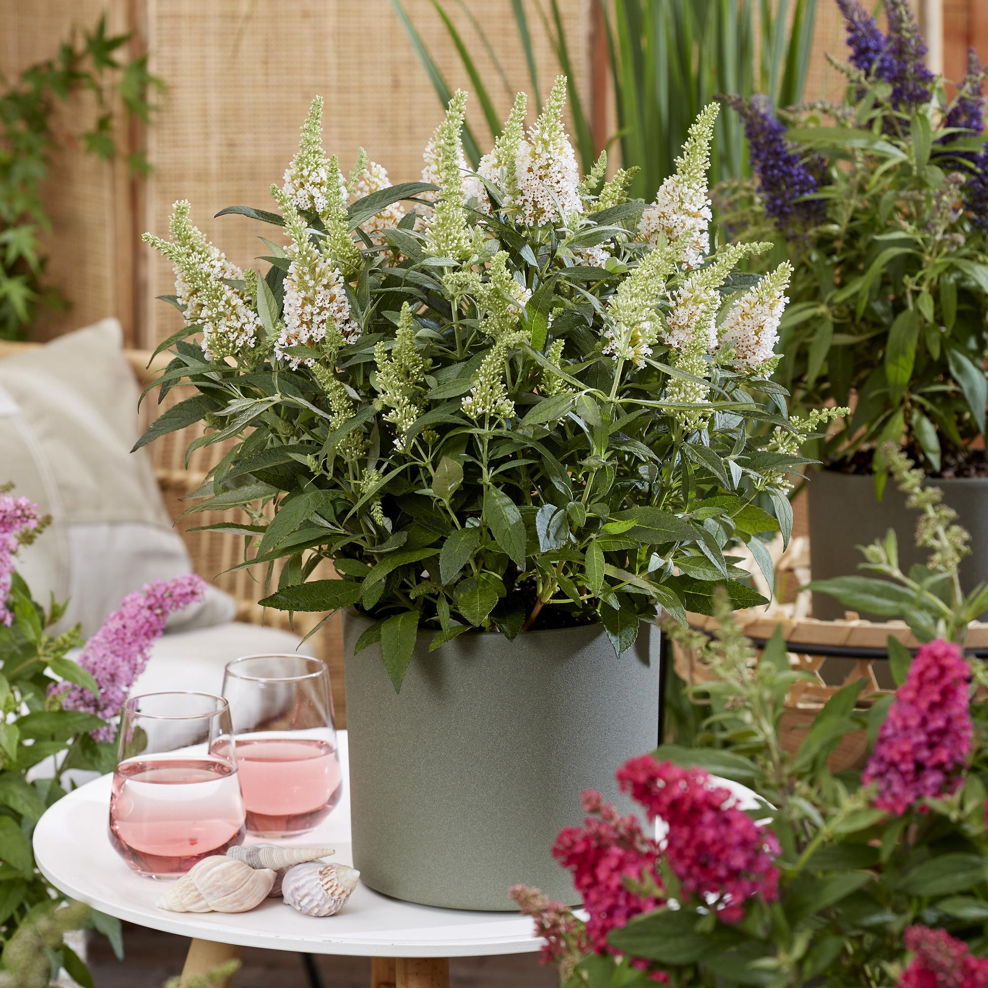 Buddleja davidii Butterfly Candy Little White - Vlinderstruik - Compact - Wit - 1 Plant - Pot 12cm - Hoogte 20-25cm