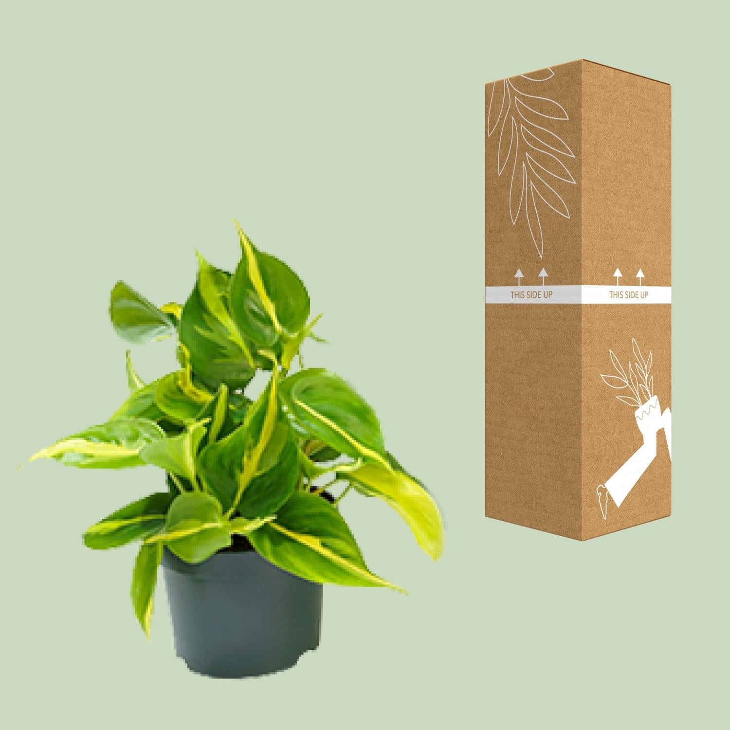 Philodendron Scandens Brésil - Ø12cm - ↕15cm