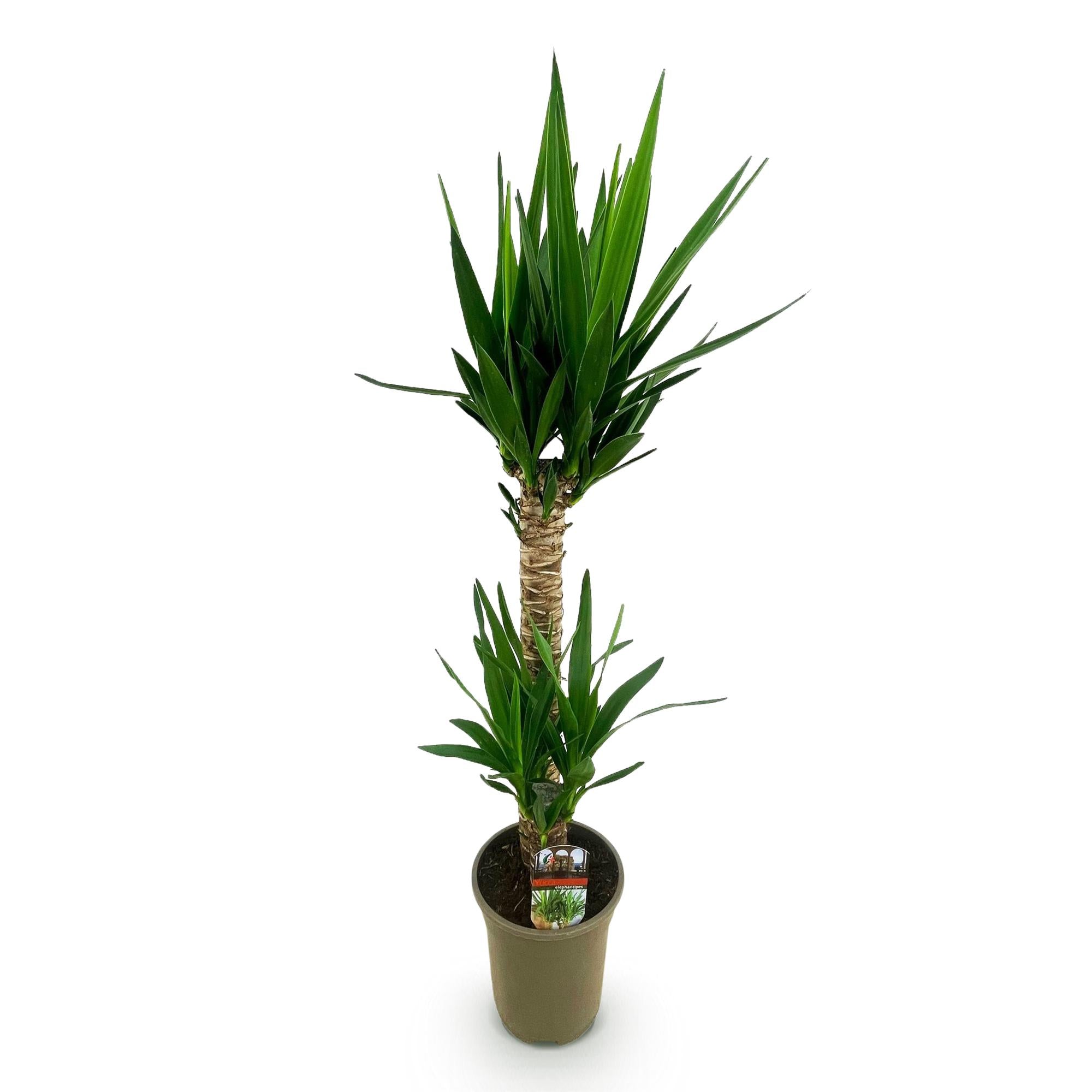 Yucca elephantipes - Weinig onderhoud - Groen - 1 - Pot 19cm - Hoogte 120cm