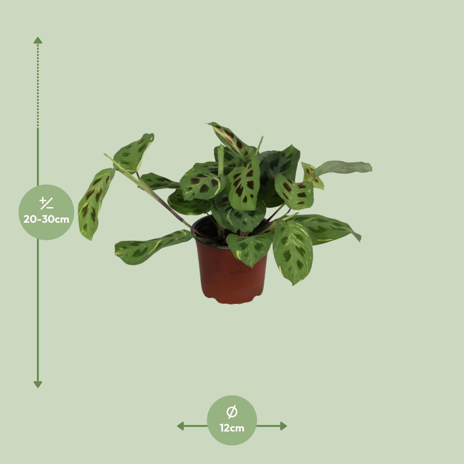 Fascinateur Maranta Leuconeura Variegata - Ø12cm - ↕30cm