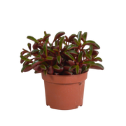 Peperomia graveolens - without pot