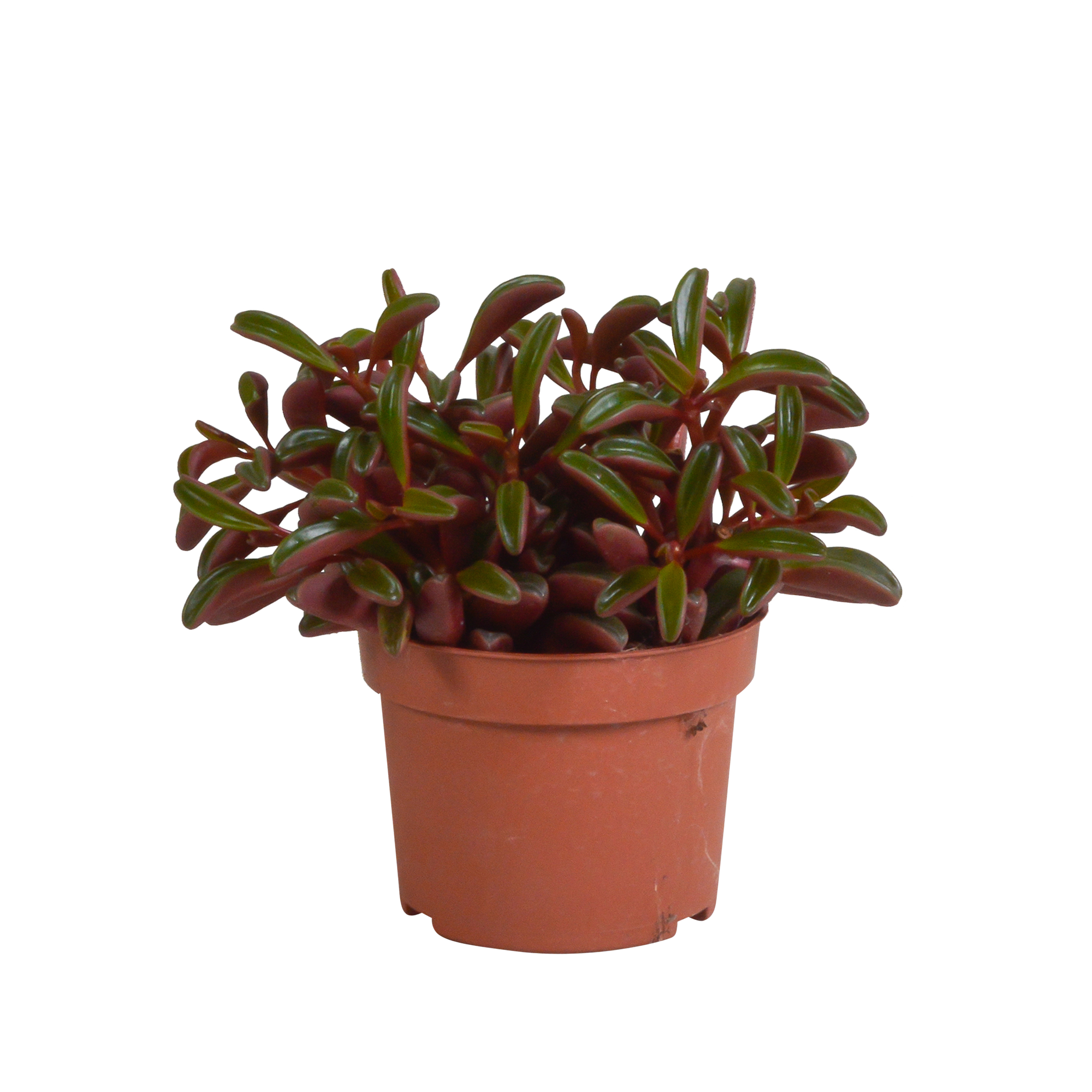 Peperomia graveolens - without pot