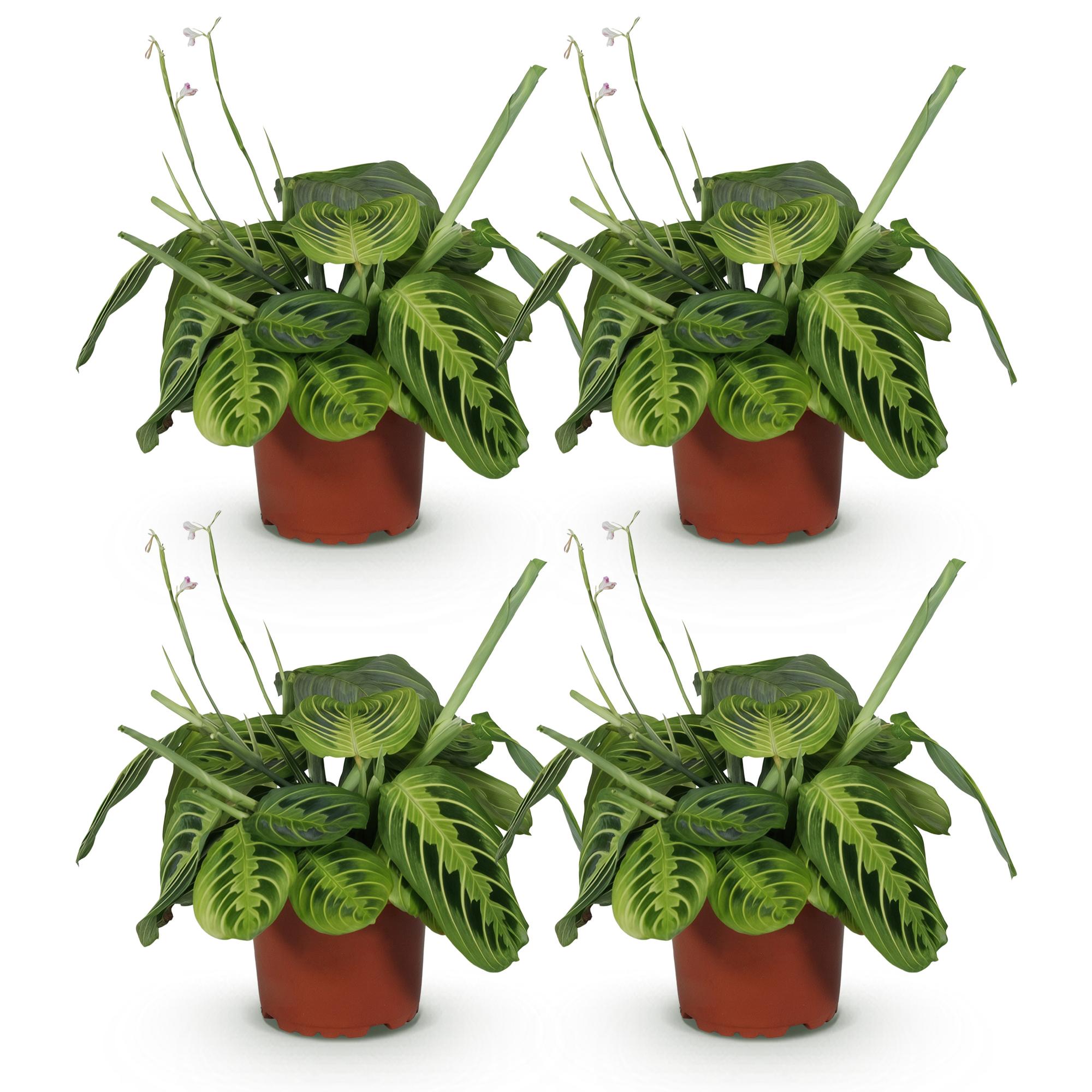 Maranta Fascinator Lemon Lime - Gebedsplant - Huisdiervriendelijk - Groen - 4 Planten - Pot 12cm - Hoogte 30-35cm