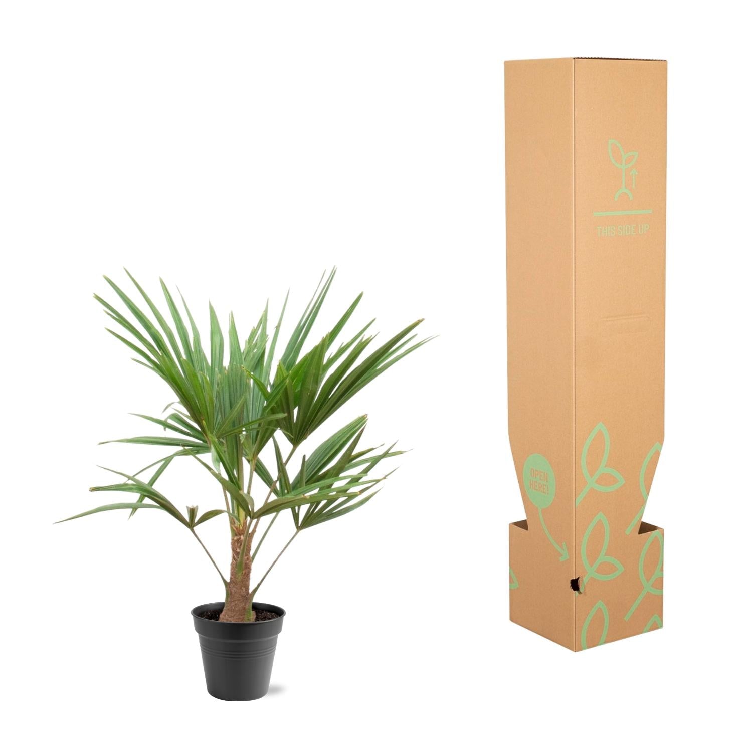 Trachycarpus Fortunei - 90-100cm - Ø21