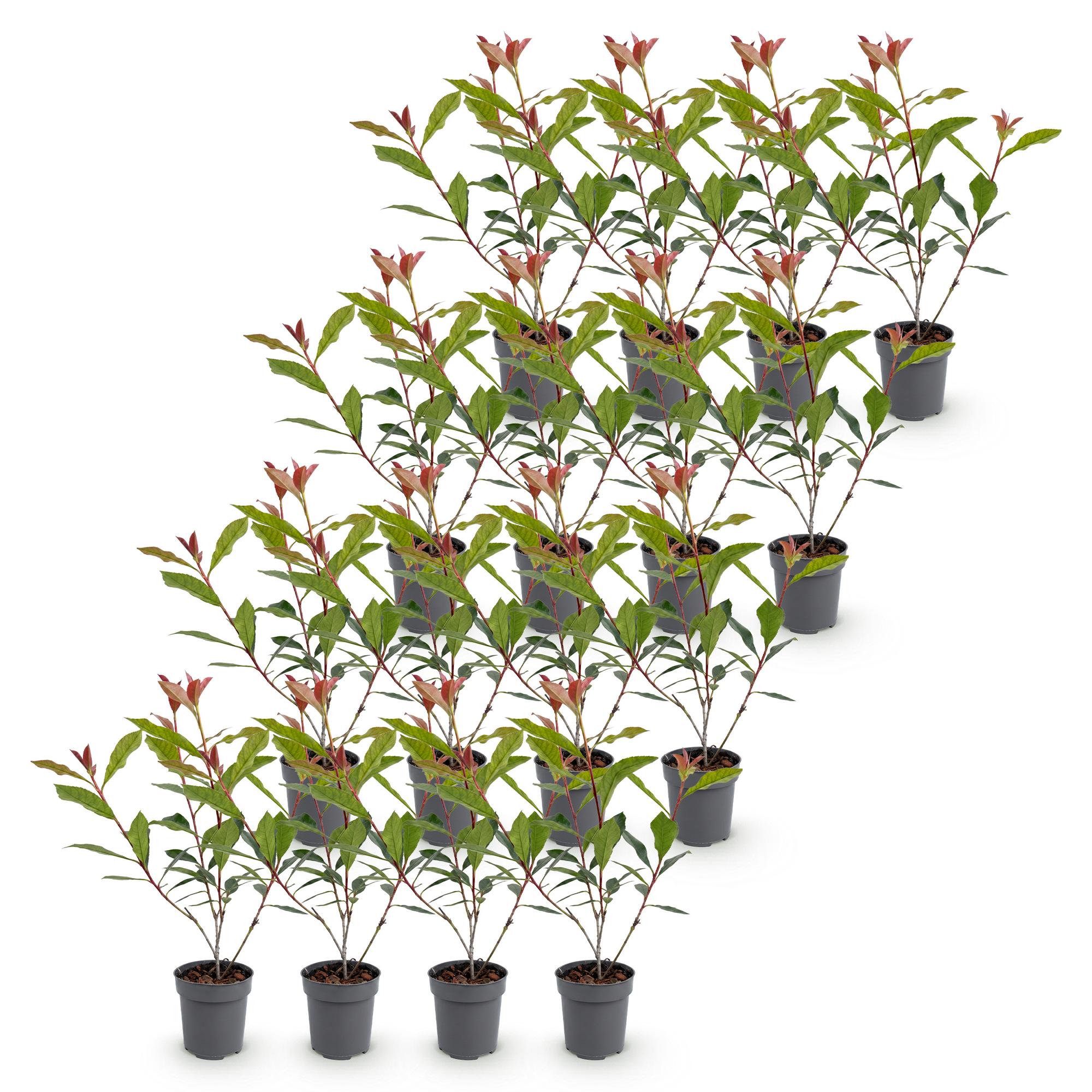 Photinia fraseri Carre Rouge - Glansmispel 16x - Haagplanten - Groenblijvend - Rood - Pot 9cm - Hoogte 25-35cm