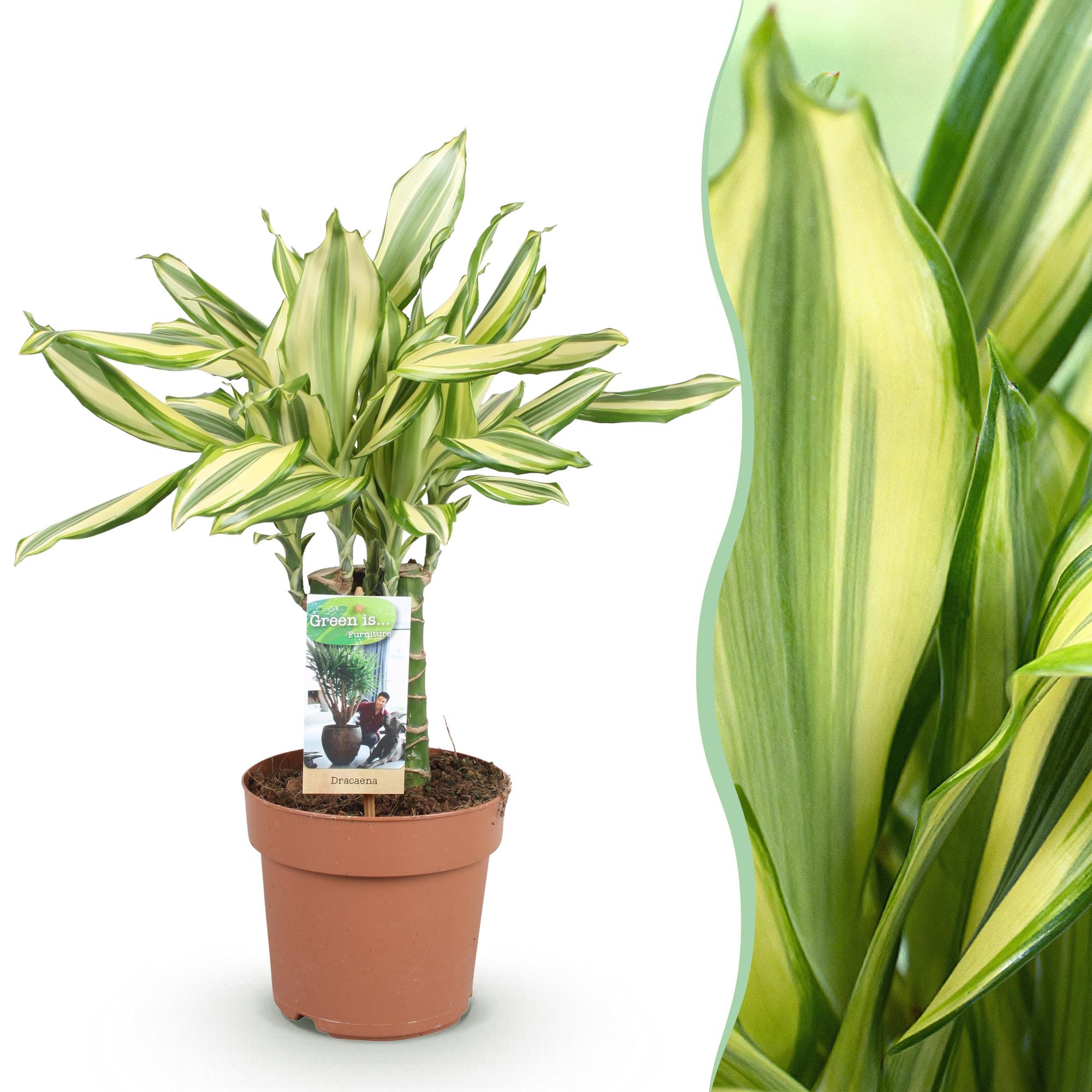 Dracaena fragrans Diamond Dream - Drakenbloedboom - Weinig onderhoud - Groen - 1 Plant - Pot 17cm - Hoogte 50-55cm