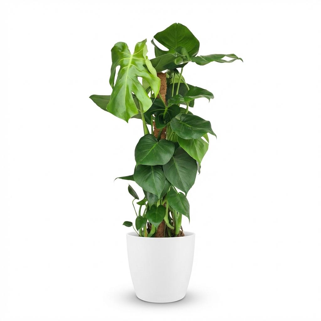 Gatenplant - Monstera Deliciosa mosstok - Groen - Weinig onderhoud - 1 Plant - met Potter Wit - Pot 19cm - Hoogte 90cm