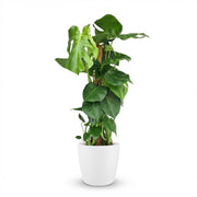 Gatenplant - Monstera Deliciosa mosstok - Groen - Weinig onderhoud - 1 Plant - met Potter Wit - Pot 19cm - Hoogte 90cm