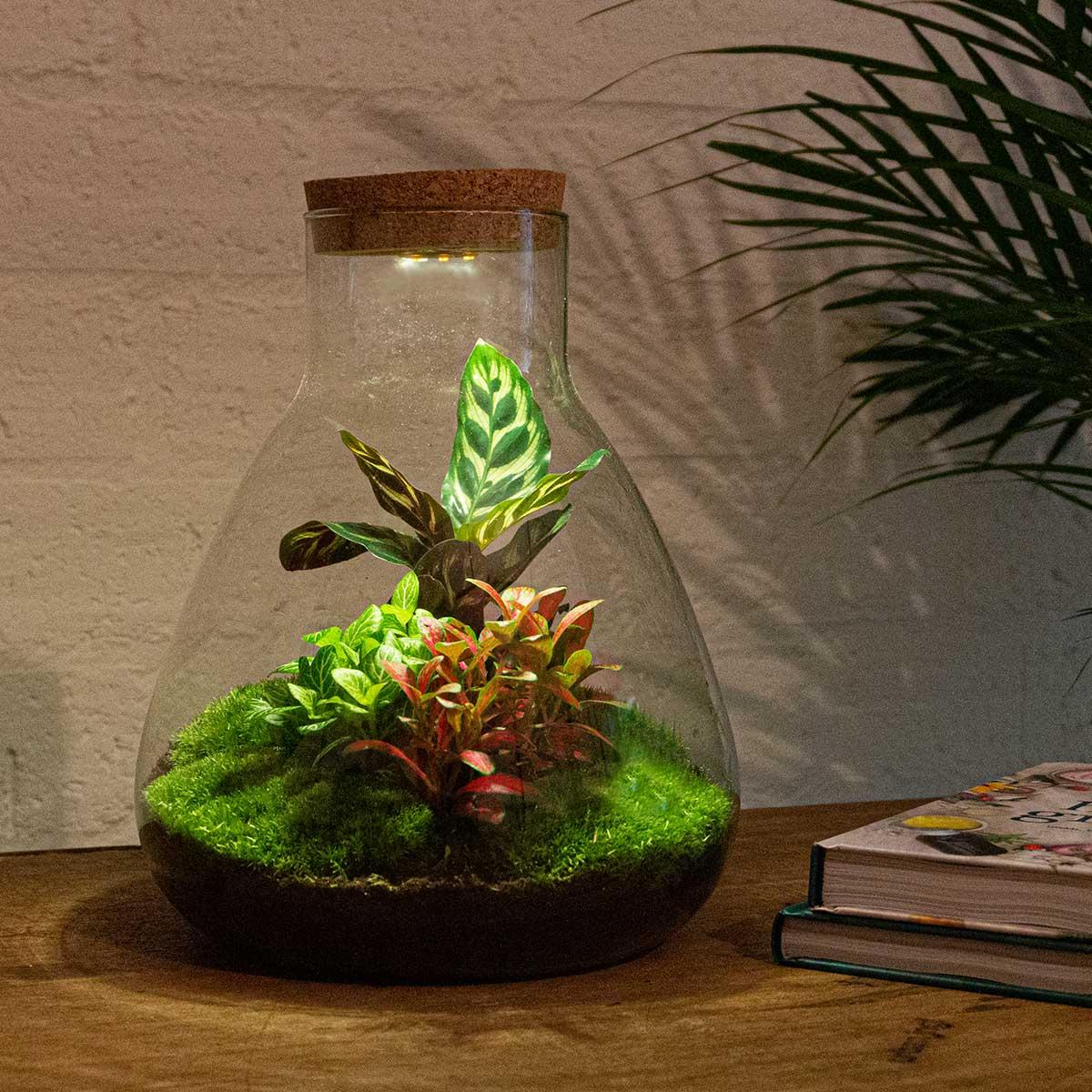 Terrario fai da te - Sam Calathea con luce - ↕ 30 cm - Rastrello + Pala