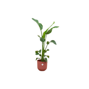 Strelitzia Nicolai inclusief elho Jazz Round rood Ø23 - 100 cm