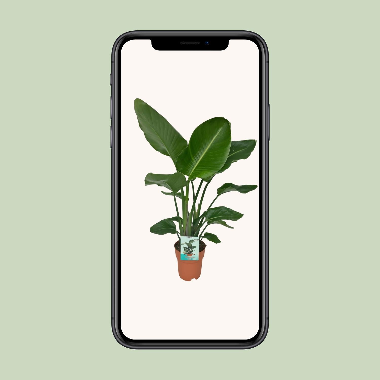 Strelitzia Nicolai – Paradiesvogelblume – Ø 19 cm – ↕ 90 cm
