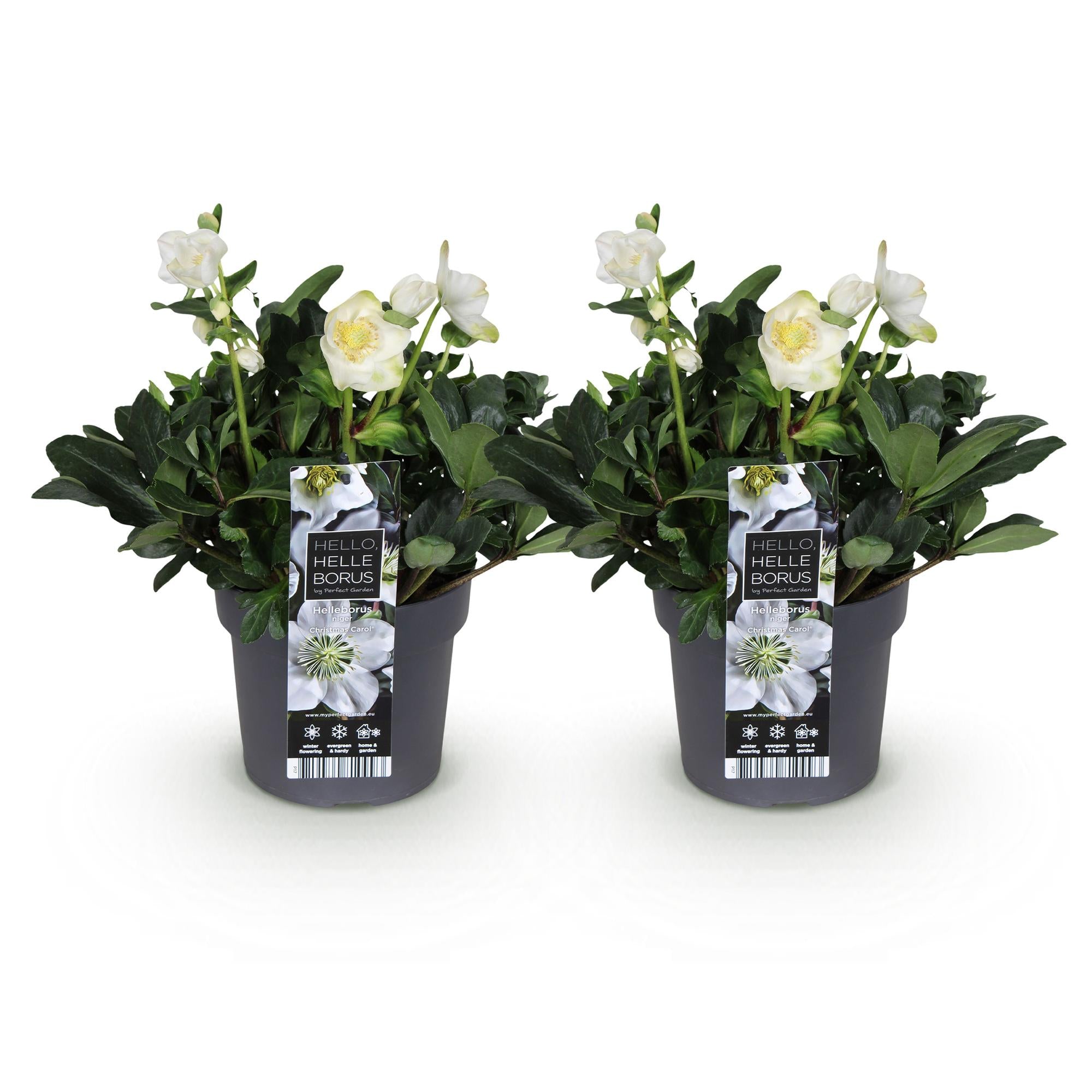 Kerstroos - Helleborus Christmas Carol  - Witte Bloem -2 Planten - Groenblijvend - Pot 17cm Hoogte 35cm