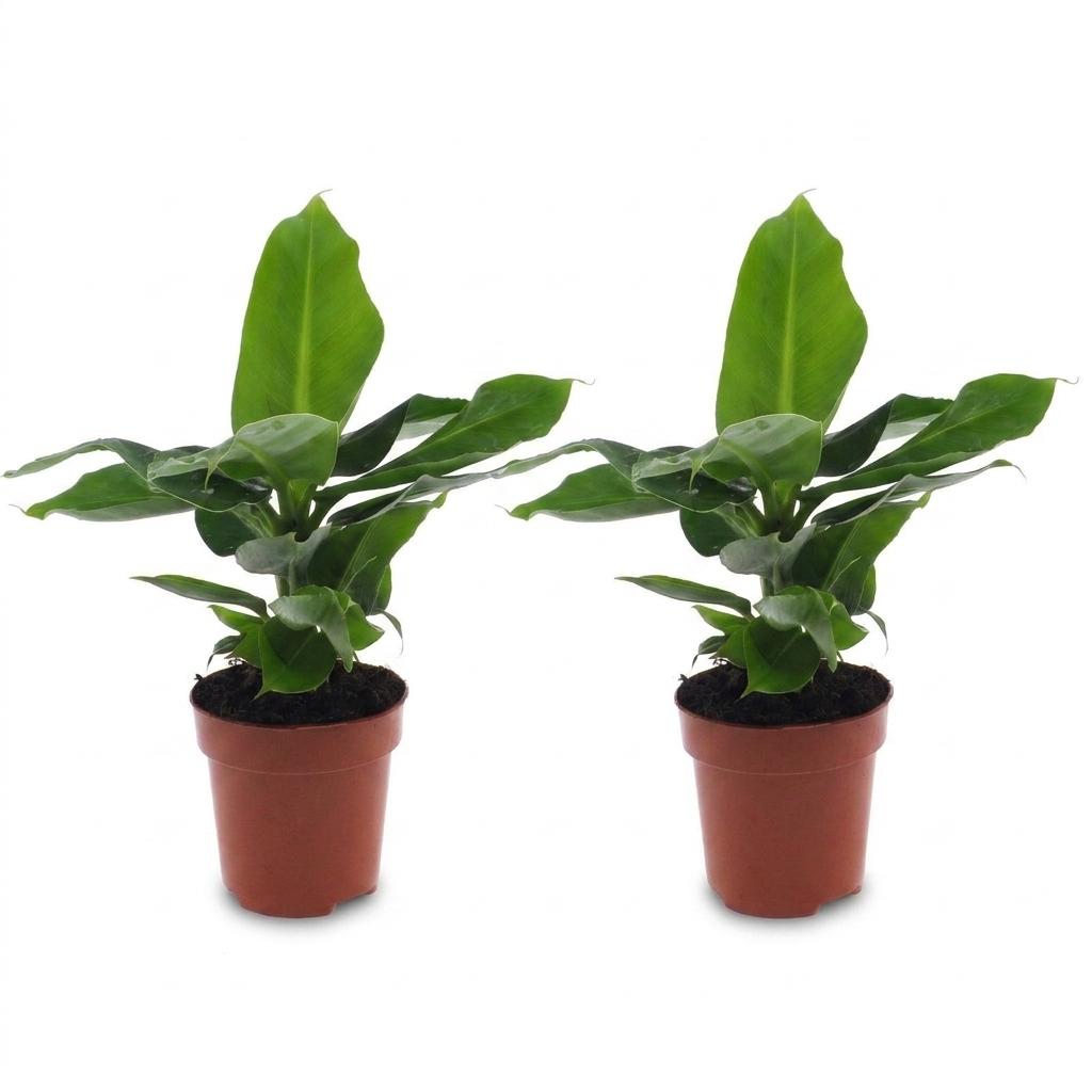 Musa Oriental Dwarf - Dwergbanaan - 2x - Pot 12cm - Hoogte - 30cm