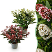 Skimmia japonica Duo - Bloem Wit & Rood - 15+ Bloemen - 2 Planten - Winterhard - Pot 15cm Hoogte 30cm