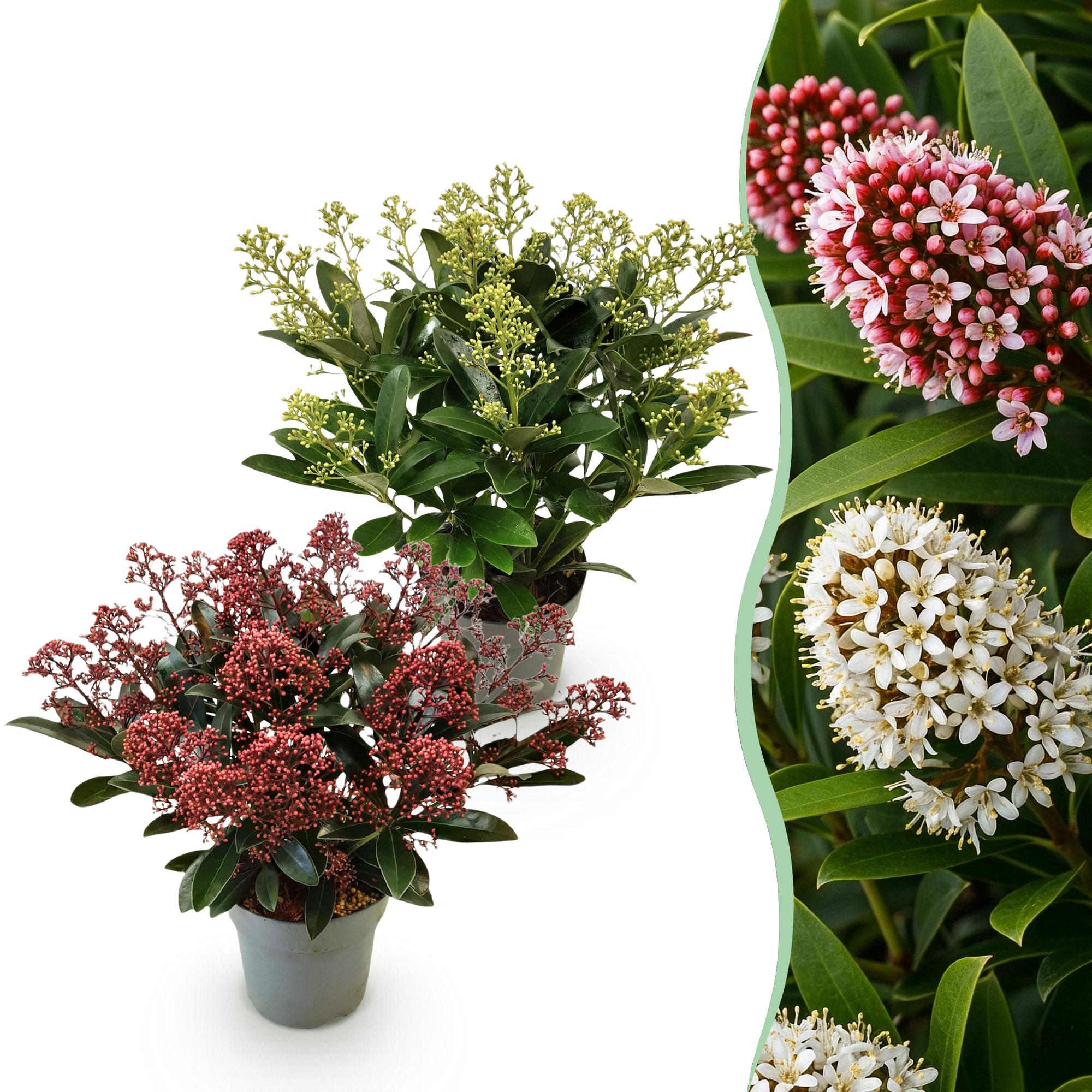 Skimmia japonica Duo - Bloem Wit & Rood - 15+ Bloemen - 2 Planten - Winterhard - Pot 15cm Hoogte 30cm