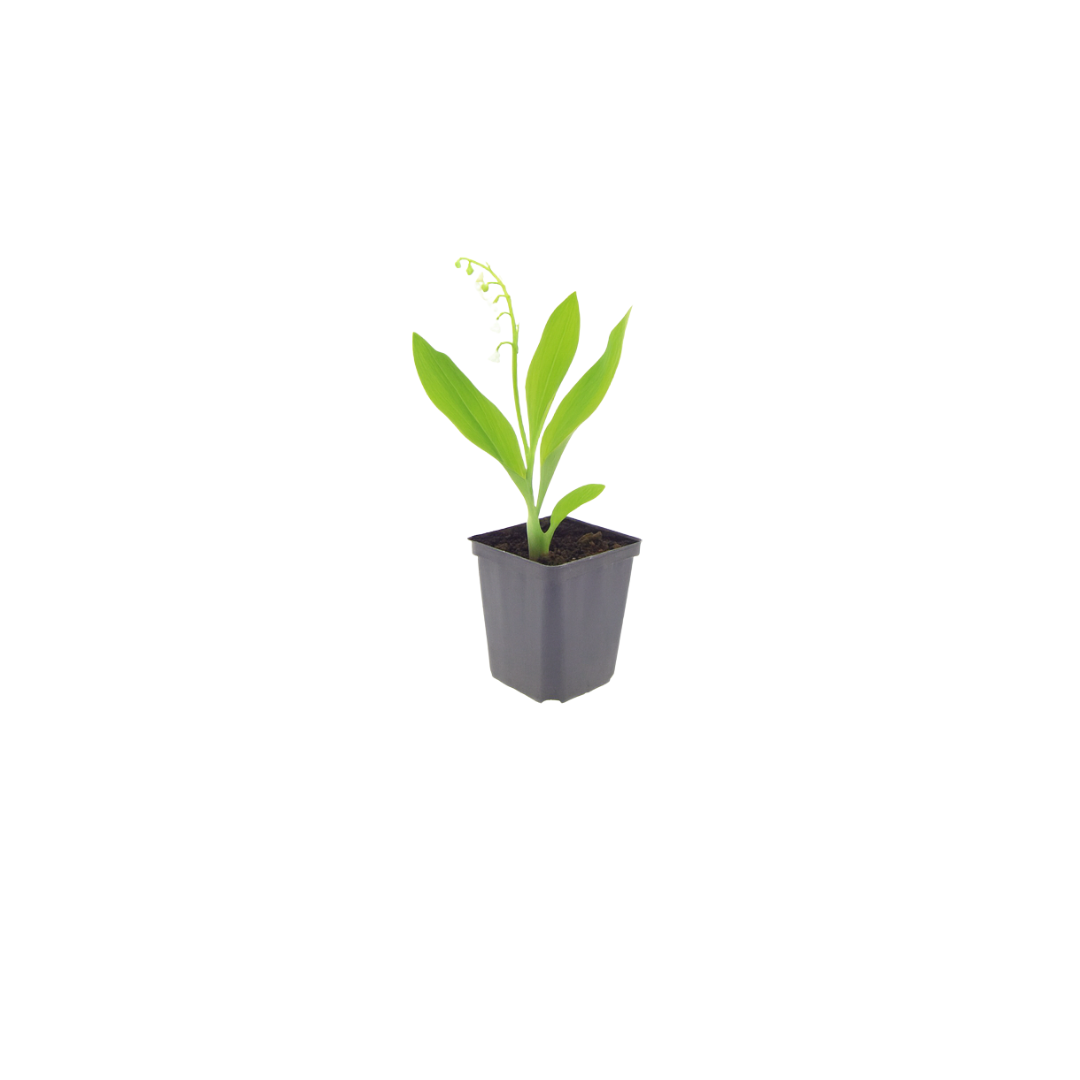 60x Convallaria majalis - ↕10-25cm - Ø9cm