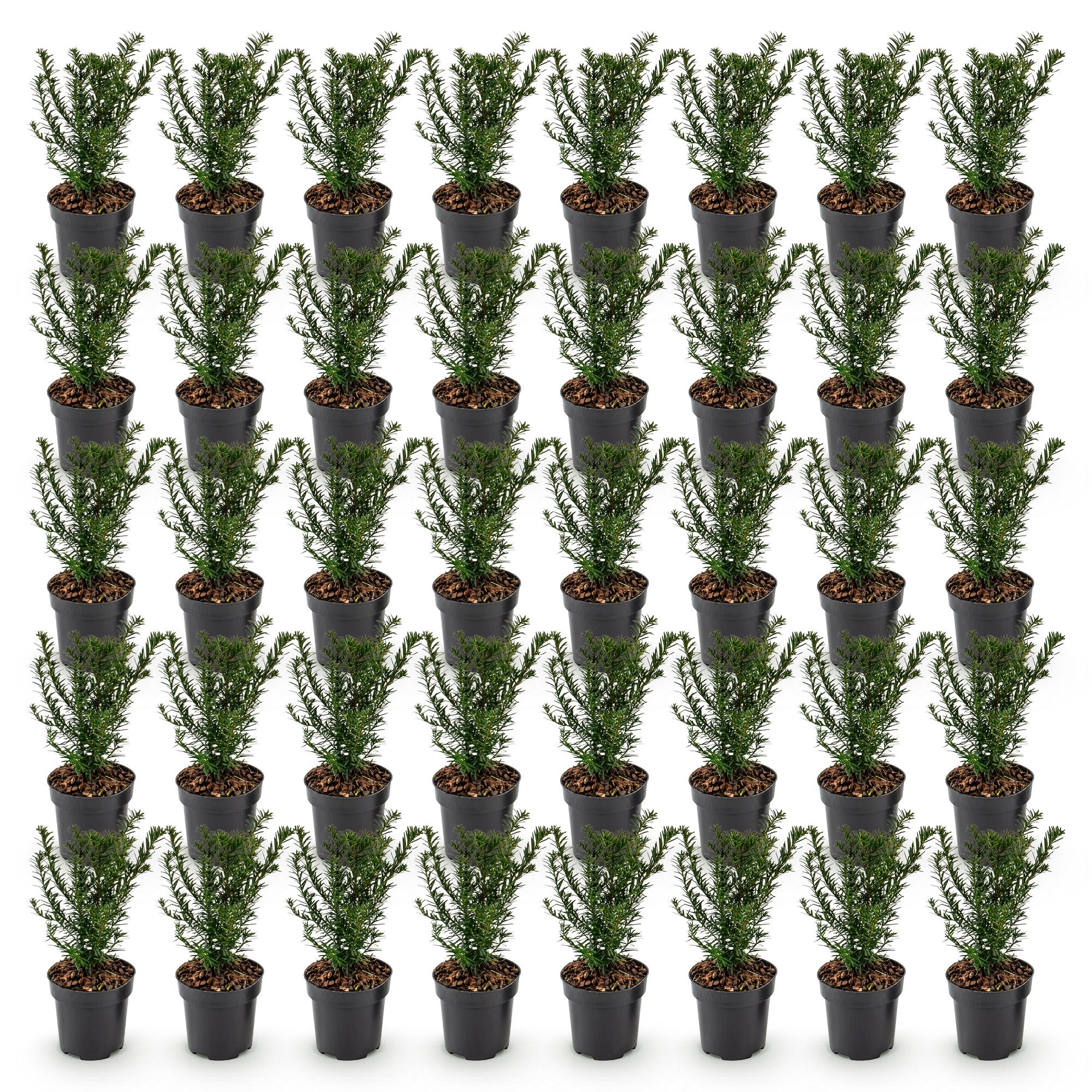 Taxus baccata - Venijnboom 40x - Haagplanten - Groenblijvend - Groen - Pot 9cm - Hoogte 20-30cm