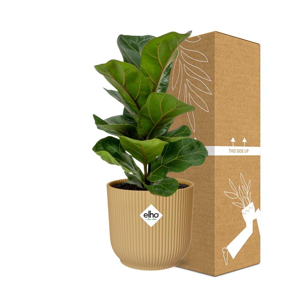 Ficus lyrata 'Bambino' en ELHO Vibes Fold 14cm jaune