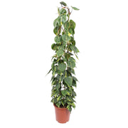 Support en maille pour Philodendron Scandens Brasil - 160 cm - ø27