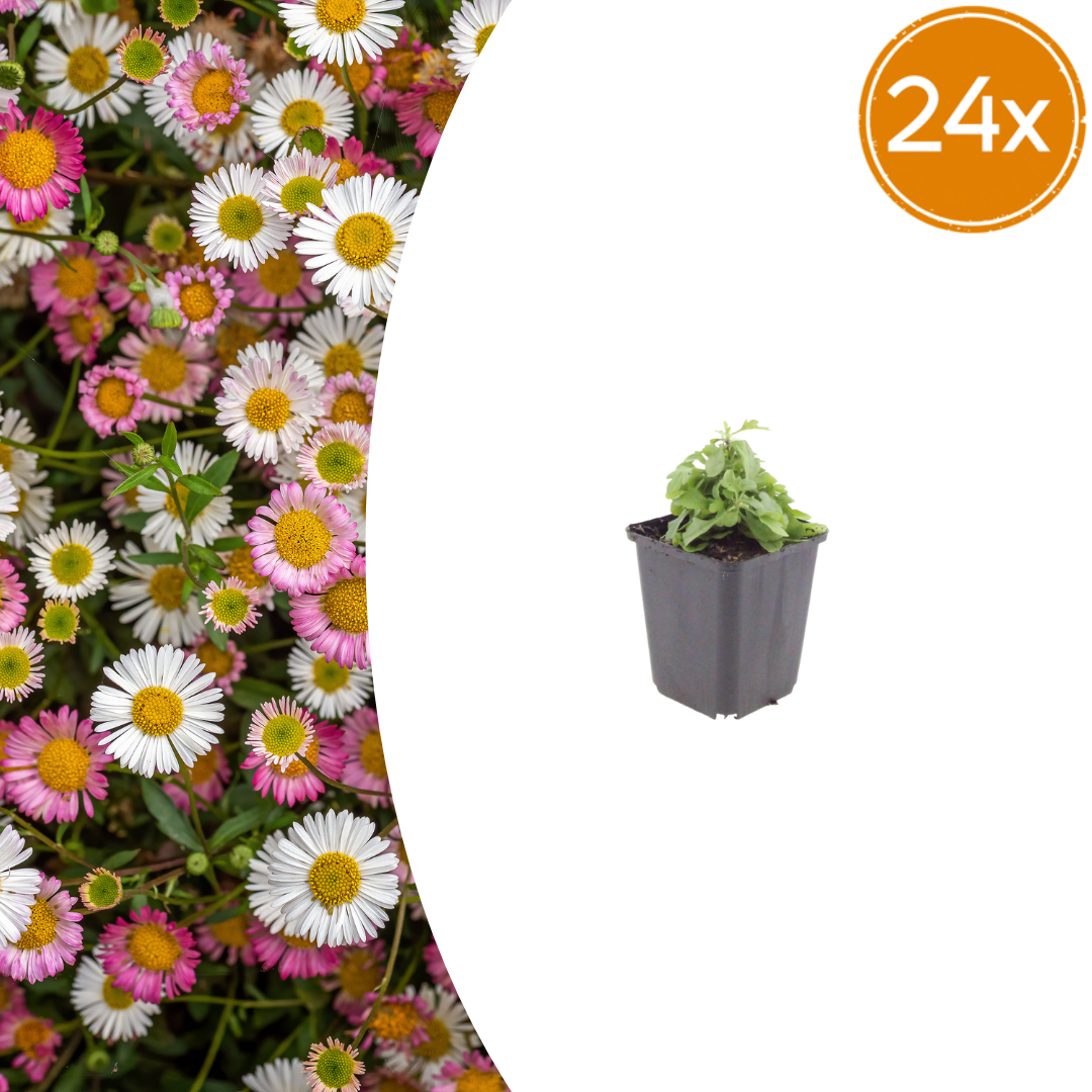 24x Erigeron karvinskianus - ↕10-25cm - Ø9cm