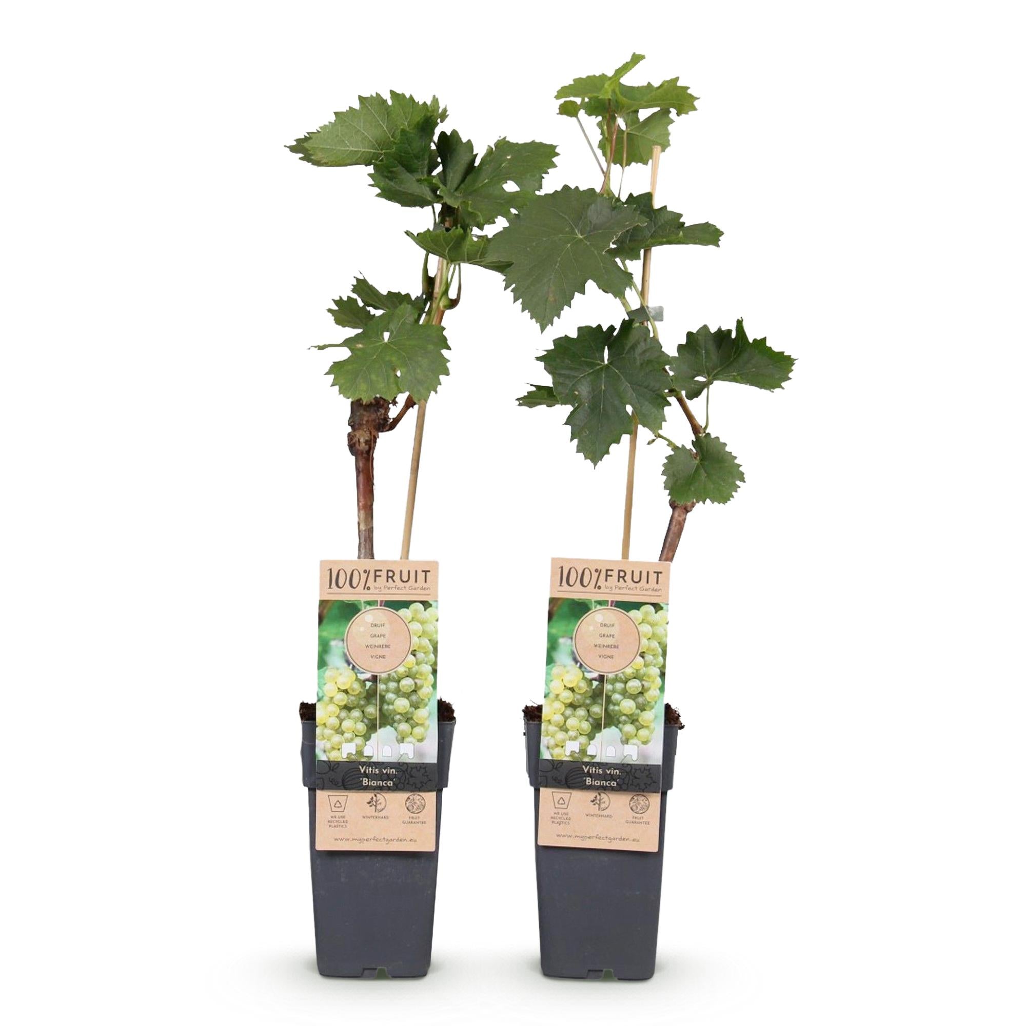 Witte Druif - Vitis vinifera Bianca - 2 planten - Pot 15cm Hoogte 50cm