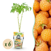 Framboos - Rubus idaeus Fallgold - Winterhard - 6 Planten - Pot 9 cm - Gele Framboos