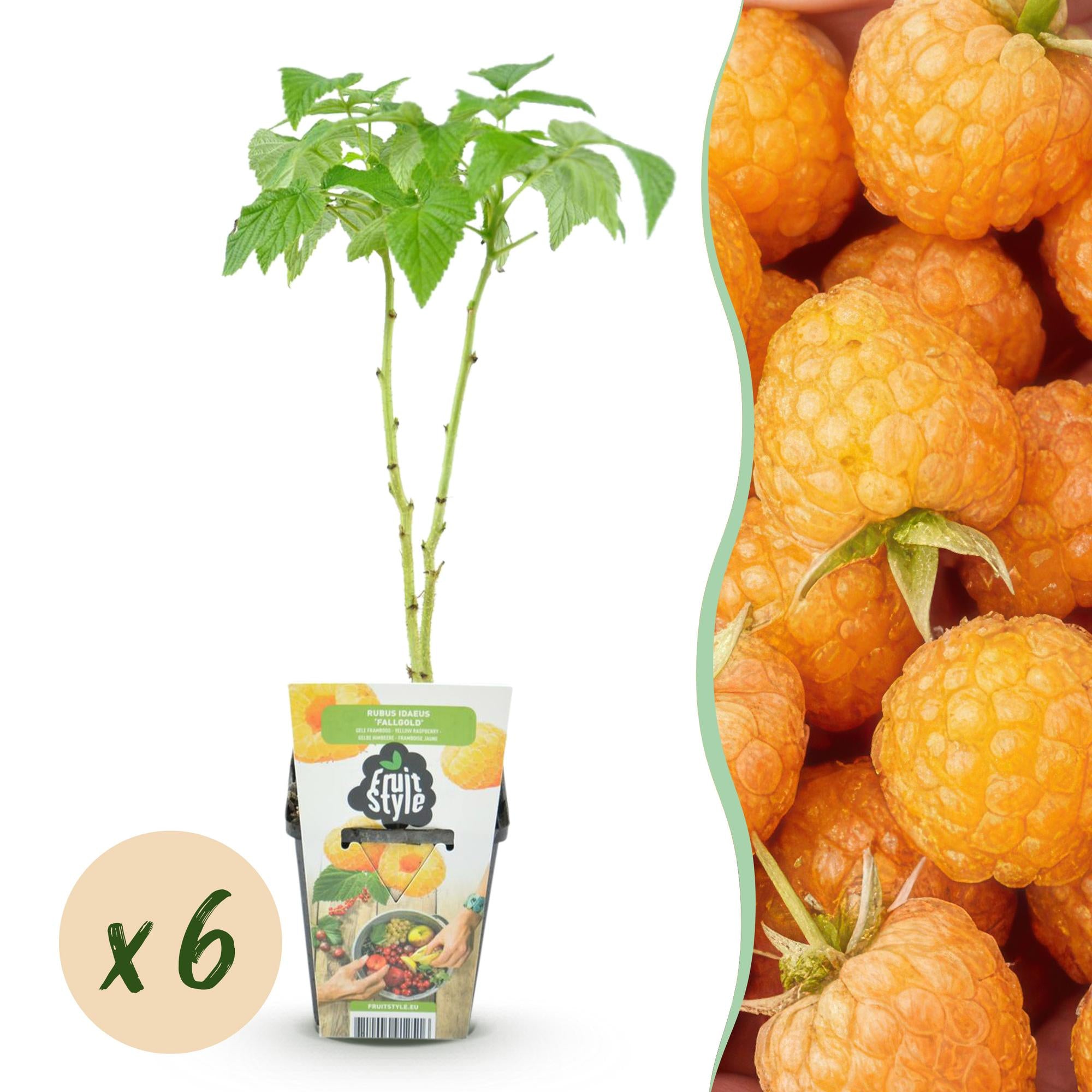 Framboos - Rubus idaeus Fallgold - Winterhard - 6 Planten - Pot 9 cm - Gele Framboos