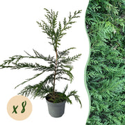 Cupressocyparis leylandii - blad groen - 8 planten - 1 strekkende meter - groenblijvend - pot 9cm hoogte 35-40cm