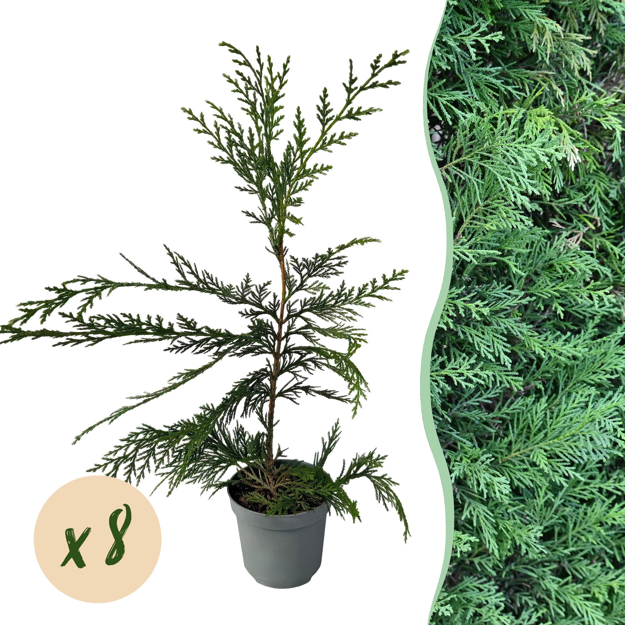 Cupressocyparis leylandii - blad groen - 8 planten - 1 strekkende meter - groenblijvend - pot 9cm hoogte 35-40cm