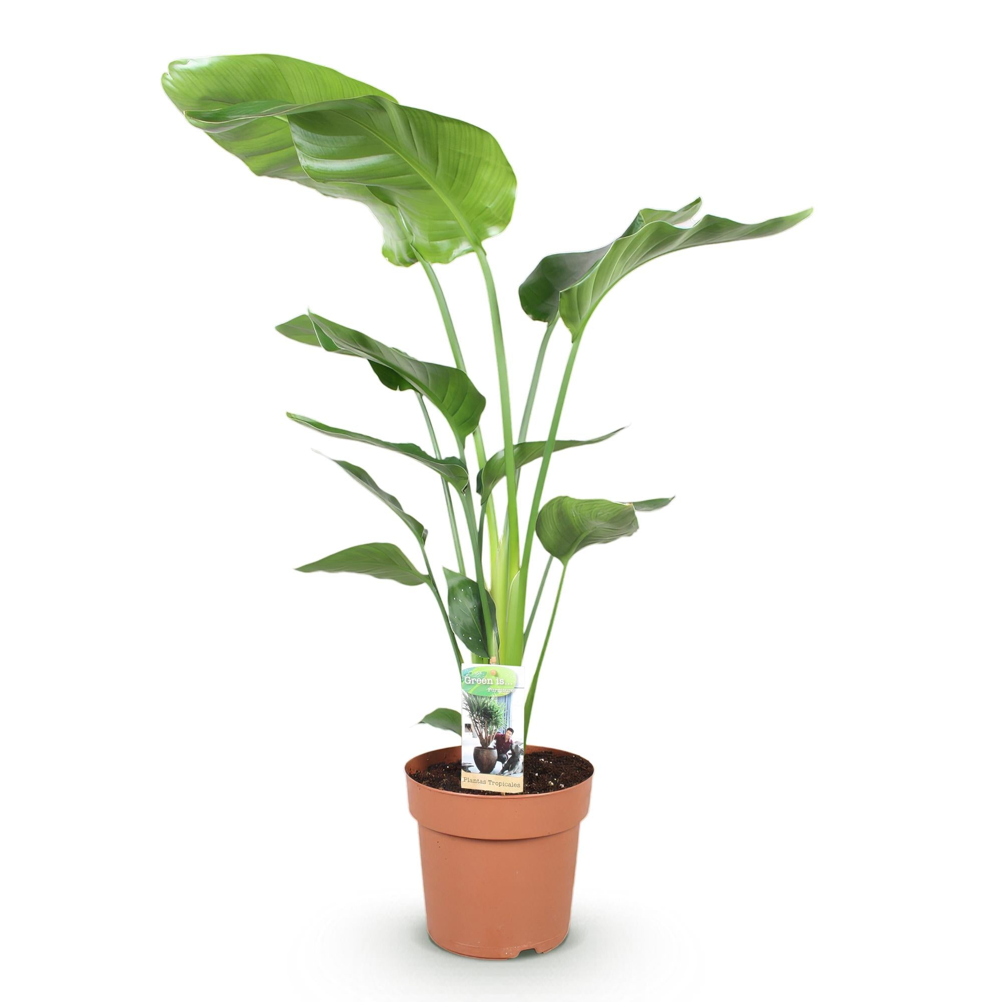 Stelitzia Nicolai - Paradijsvogelbloem - Weinig onderhoud - Groen - 1 Plant - Pot 21cm - Hoogte 110-120cm